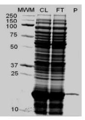 SDS-PAGE (MOG-041H).jpg